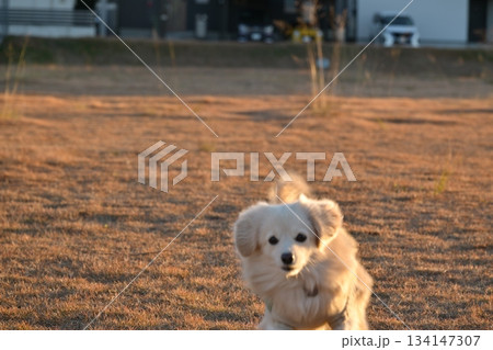 公園を楽しそうに走る犬 公園を楽しそうに走る犬 134147307