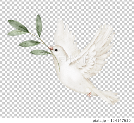 White dove with branch in beak, flying, watercolor illustration, wings spread, peace symbol, perfect for greeting card, wedding invitation, memorial design, spiritual event or peace campaign. 134147630