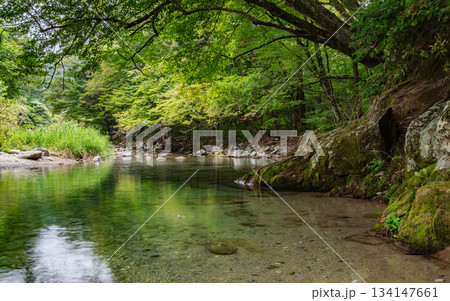 Fresh Water Flowing Through Lush Mountain Forest Along the Kinomata River, Tochigi, Japan 134147661
