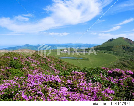 烏帽子岳から見える草千里ヶ浜とミヤマキリシマ　（熊本県） 134147976