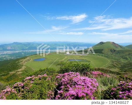 ミヤマキリシマの季節 烏帽子岳から見える草千里ヶ浜と杵島岳 (熊本県) ミヤマキリシマの季節 烏帽子岳から見える草千里ヶ浜と杵島岳 (熊本県) 134148027