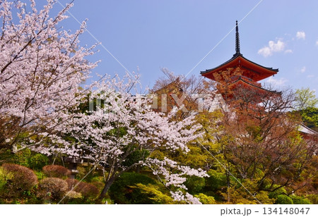 春の京都　桜と清水寺 134148047