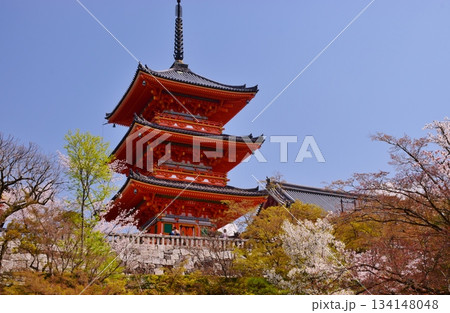 春の京都　桜と清水寺 134148048