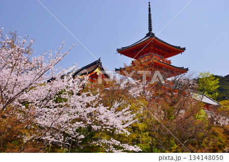 春の京都　桜と清水寺 134148050