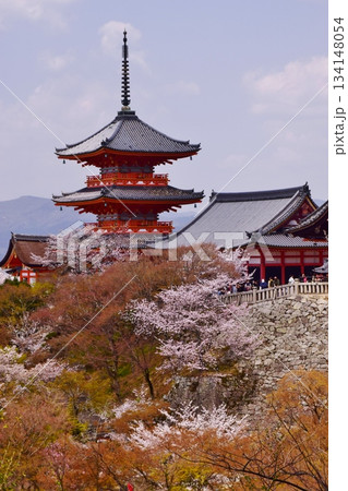 春の京都 桜と清水寺 春の京都 桜と清水寺 134148054