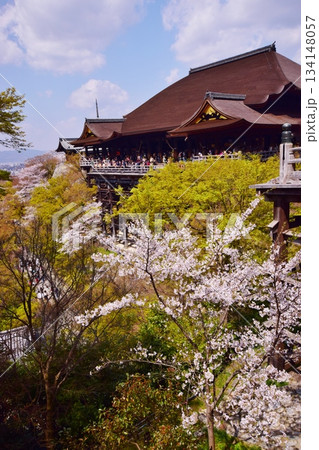 春の京都 桜と清水寺 春の京都 桜と清水寺 134148057