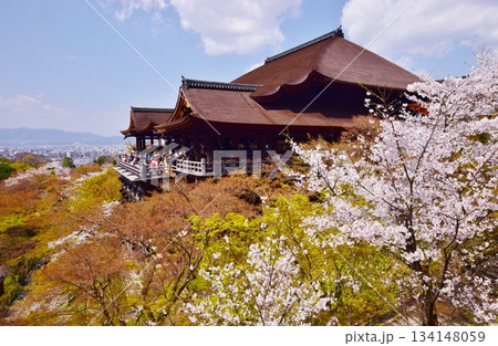 春の京都 桜と清水寺 春の京都 桜と清水寺 134148059
