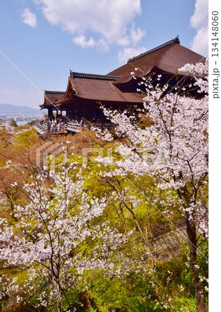 春の京都　桜と清水寺 134148060