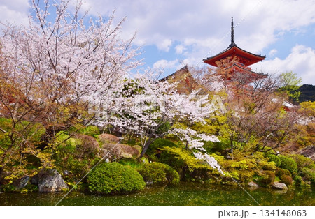 春の京都 桜と清水寺 春の京都 桜と清水寺 134148063
