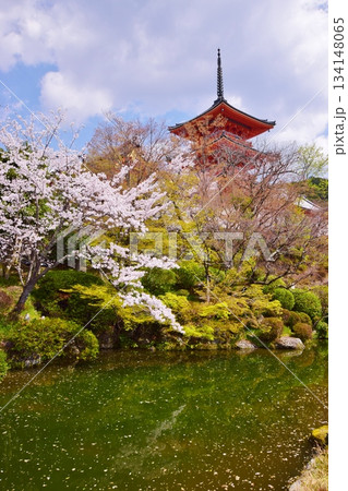春の京都　桜と清水寺 134148065