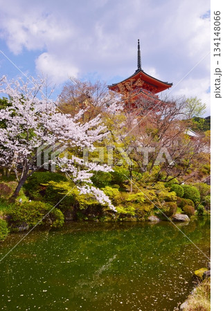春の京都 桜と清水寺 春の京都 桜と清水寺 134148066