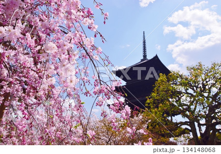 春の京都 桜と東寺 春の京都 桜と東寺 134148068