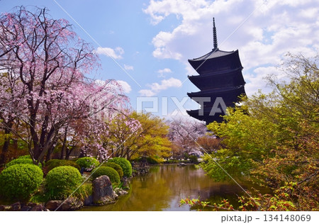 春の京都　桜と東寺 134148069