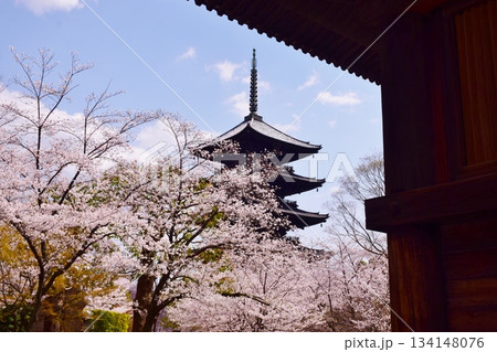 春の京都 桜と東寺 春の京都 桜と東寺 134148076