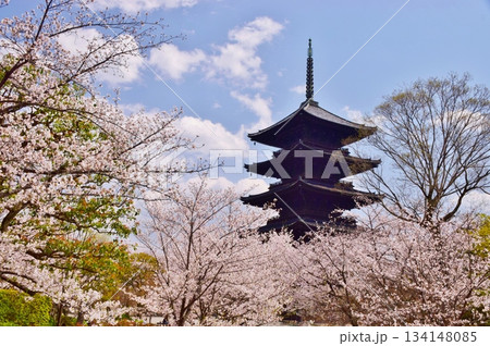 春の京都 桜と東寺 春の京都 桜と東寺 134148085