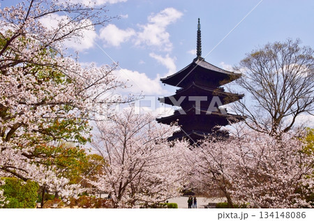 春の京都 桜と東寺 春の京都 桜と東寺 134148086