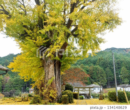 田舎の黄色と緑の秋 田舎の黄色と緑の秋 134148629