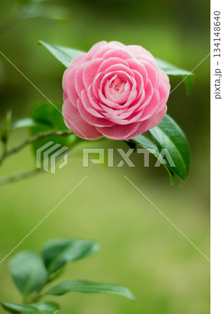 屋外に咲くピンクの椿の花 屋外に咲くピンクの椿の花 134148640