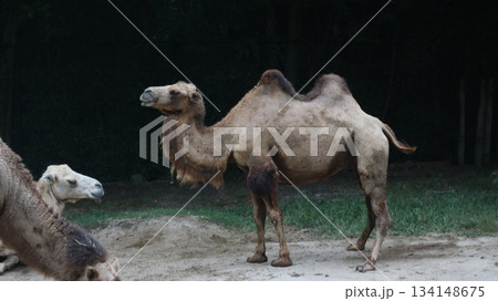 ラクダの群れを歩く 134148675