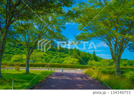 秋田市の新緑 134148753