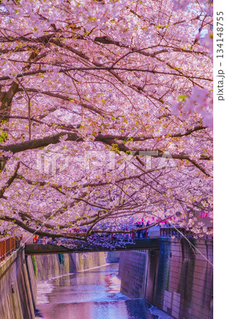 中目黒の満開の桜 134148755