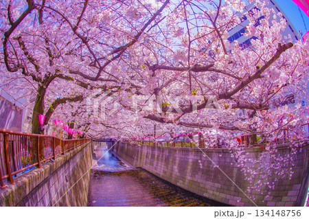 中目黒の満開の桜 134148756