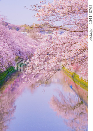 大岡川プロムナードの桜 大岡川プロムナードの桜 134148762