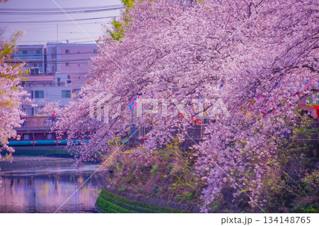 大岡川プロムナードの桜 大岡川プロムナードの桜 134148765
