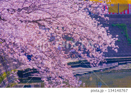 大岡川プロムナードの桜 大岡川プロムナードの桜 134148767