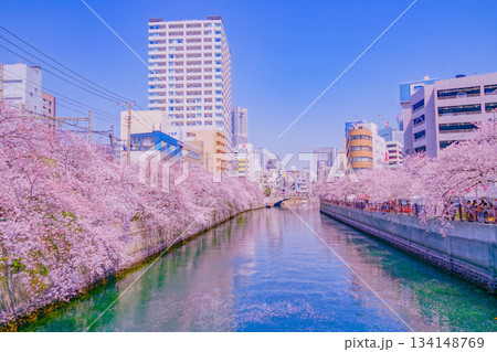 大岡川プロムナードの桜 134148769