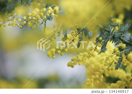 ふんわりミモザの花のクローズアップ 134148917
