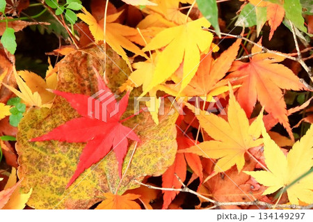 落ち葉 落ち葉 134149297