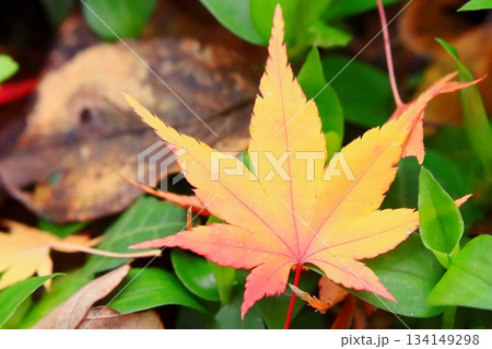 落ち葉 落ち葉 134149298
