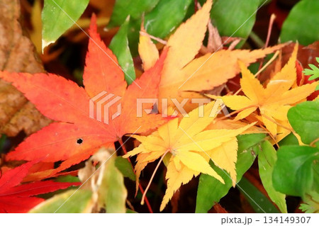 落ち葉 落ち葉 134149307
