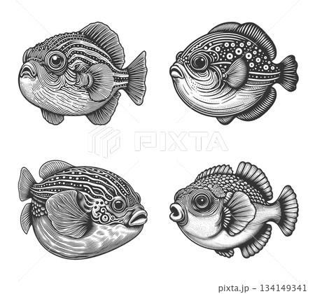 Puffer Fish engraving set vector collection 134149341