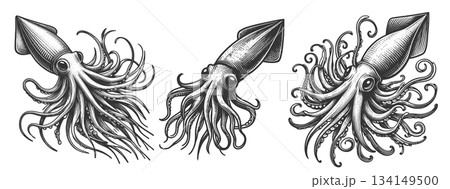 Squid engraving set raster collection 134149500
