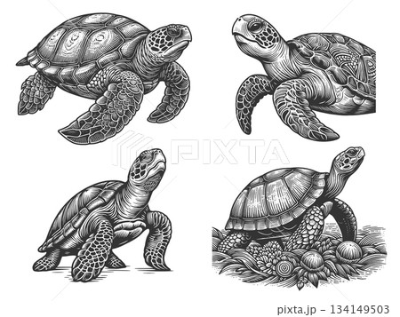 Sea Turtle engraving set vector collection 134149503