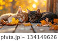 秋の落ち葉の上で寄り添って眠る2匹の猫（あたたかい光・柔らかい雰囲気） 134149626