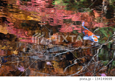 紅葉が水面に映る池を泳ぐ錦鯉 134149699