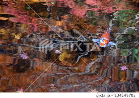 紅葉が水面に映る池を泳ぐ錦鯉 134149703