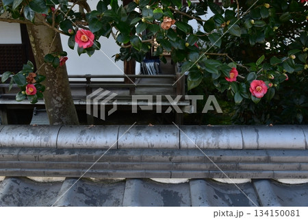 塀に咲く椿 134150081