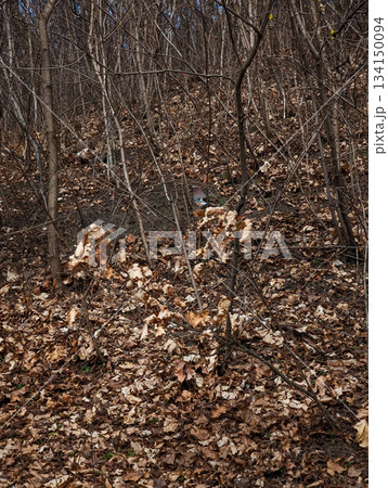 Eurasian jay bird foraging in dry leaves in prague forest in palmovka Liben district Thomayer Gardens Eurasian jay bird foraging in dry leaves in prague forest in palmovka Liben district Thomayer Gardens 134150094