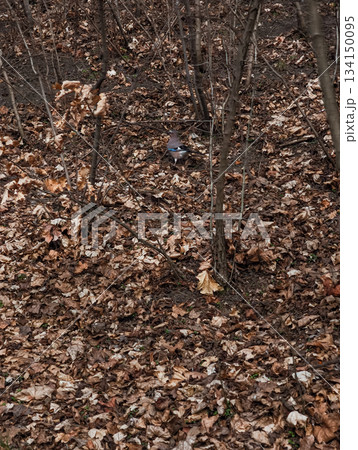 Eurasian jay foraging in fallen leaves in prague forest in palmovka Liben district Thomayer Gardens Eurasian jay foraging in fallen leaves in prague forest in palmovka Liben district Thomayer Gardens 134150095