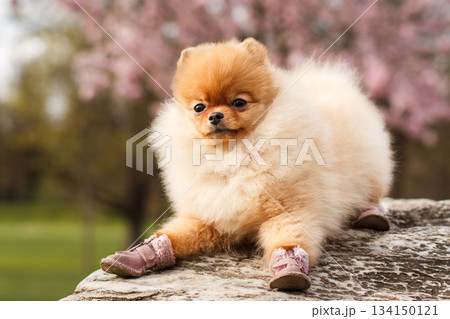 Adorable pomeranian puppy relaxing in wedding shoes outdoors Adorable pomeranian puppy relaxing in wedding shoes outdoors 134150121