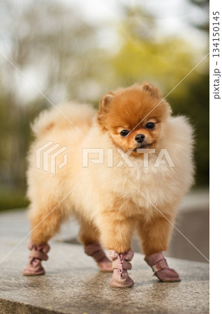 Adorable pomeranian dog wearing shoes standing on a ledge Adorable pomeranian dog wearing shoes standing on a ledge 134150145