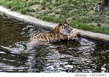 Sumatran tiger relaxing in water on a sunny day 134150161