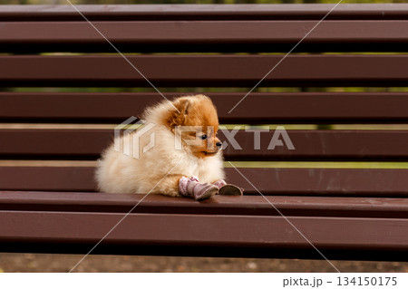 Small pomeranian dog wearing shoes sitting on bench 134150175