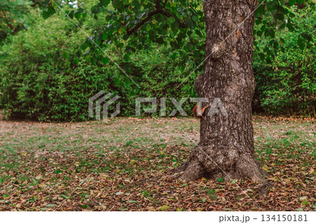 Red squirrel climbing a tree in a park during autumn Red squirrel climbing a tree in a park during autumn 134150181