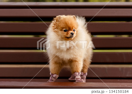 Adorable pomeranian dog wearing shoes standing on park bench 134150184