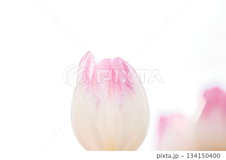 純白とピンクに染まる春の兆し 134150400